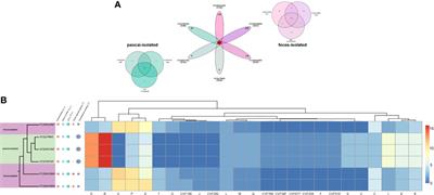 Niche-Specific Adaptive Evolution of Lactobacillus plantarum Strains Isolated From <mark class="highlighted">Human Feces</mark> and Paocai